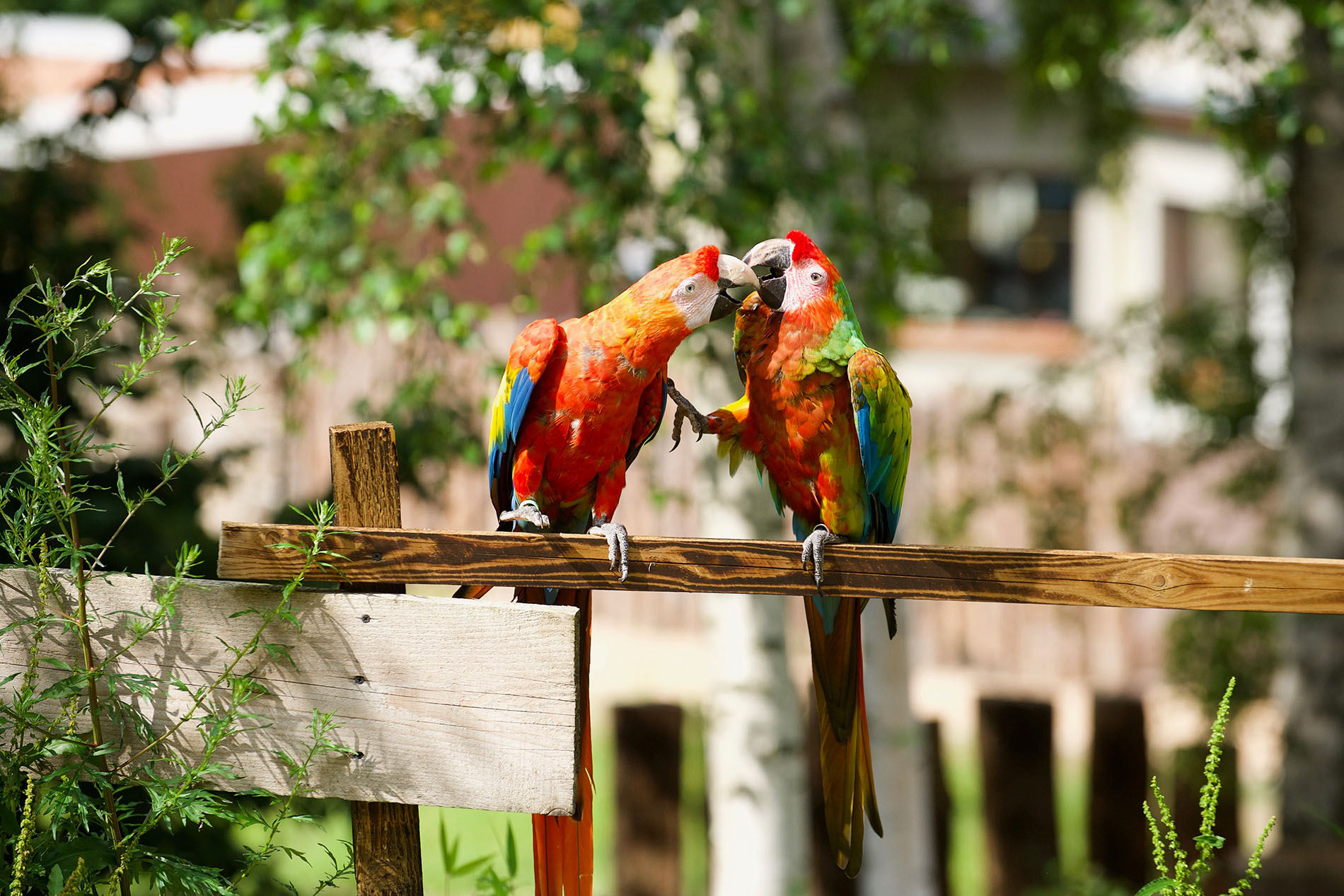 Ptasi Park ZOObaczysko – Sosnówka (2)